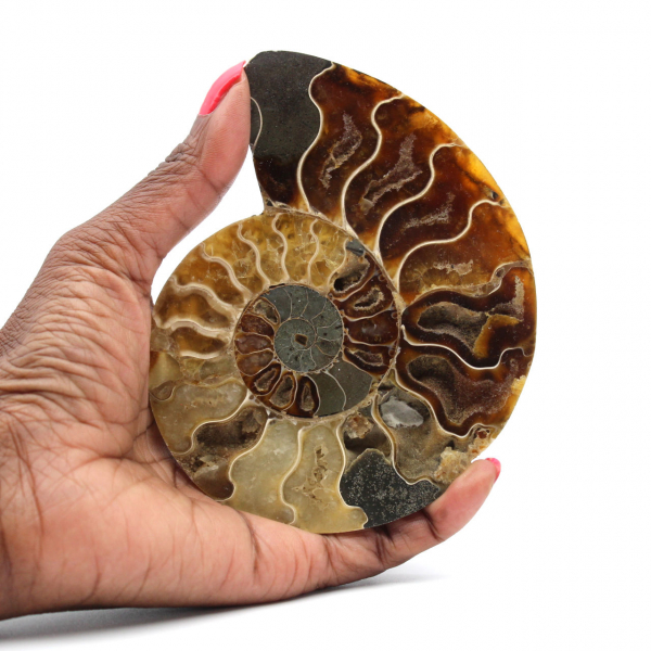 Ammonite fossile polie de Madagascar