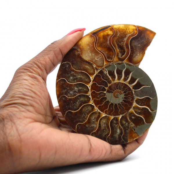 Fossile d'ammonite une pièce