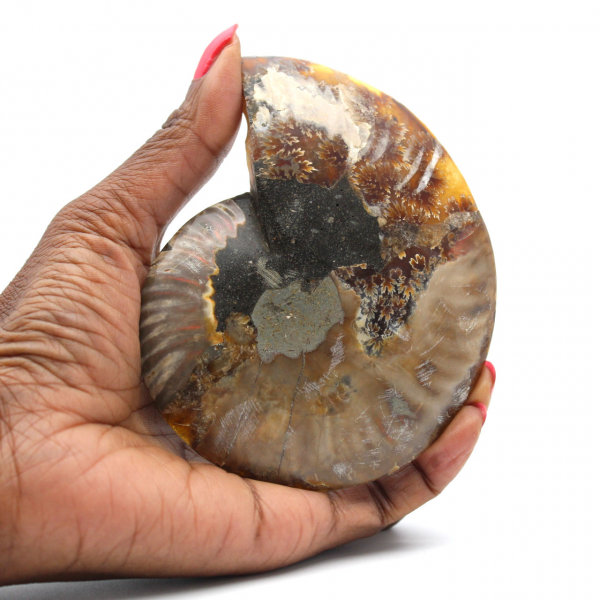 Fossile d'ammonite une pièce