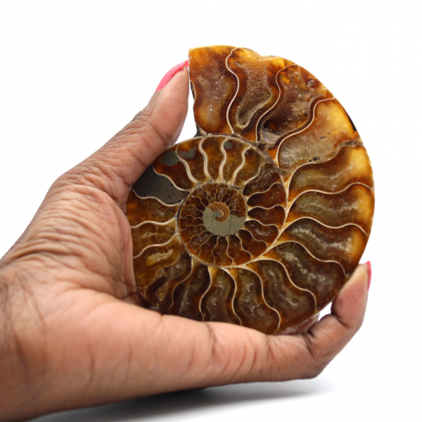 Ammonite fossile de Madagascar