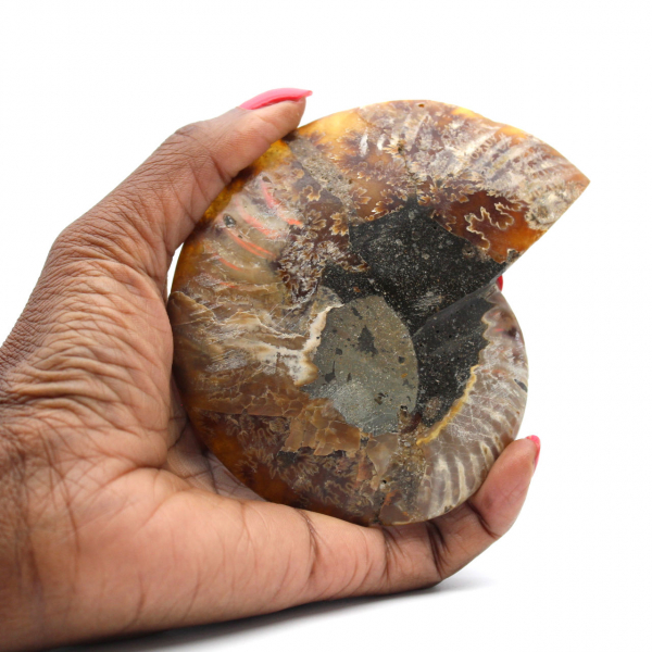 Ammonite fossile de Madagascar