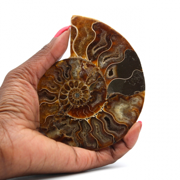 Ammonite polie de Madagascar