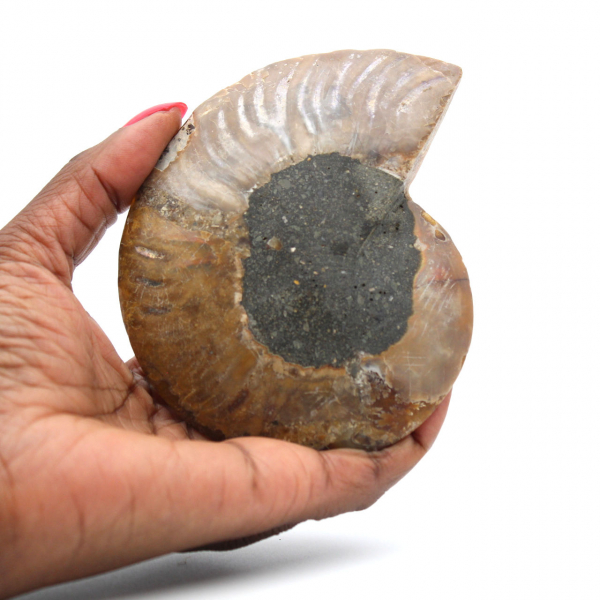 Ammonite polie de Madagascar