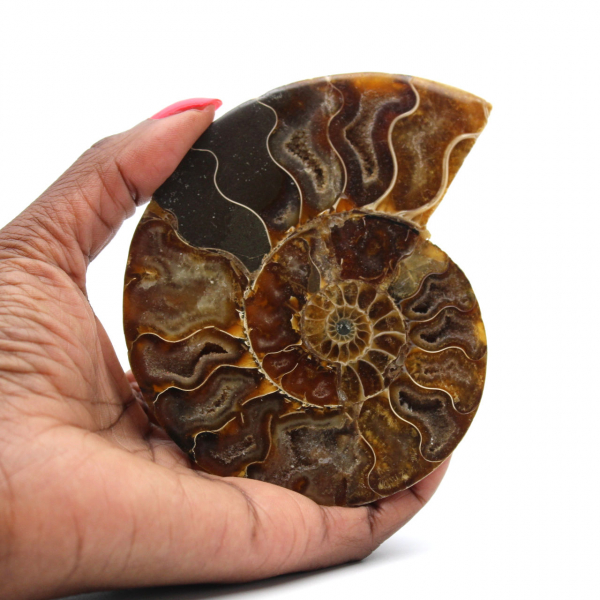 Ammonite polie