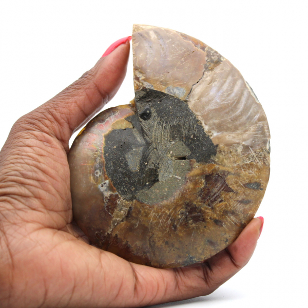 Ammonite polie