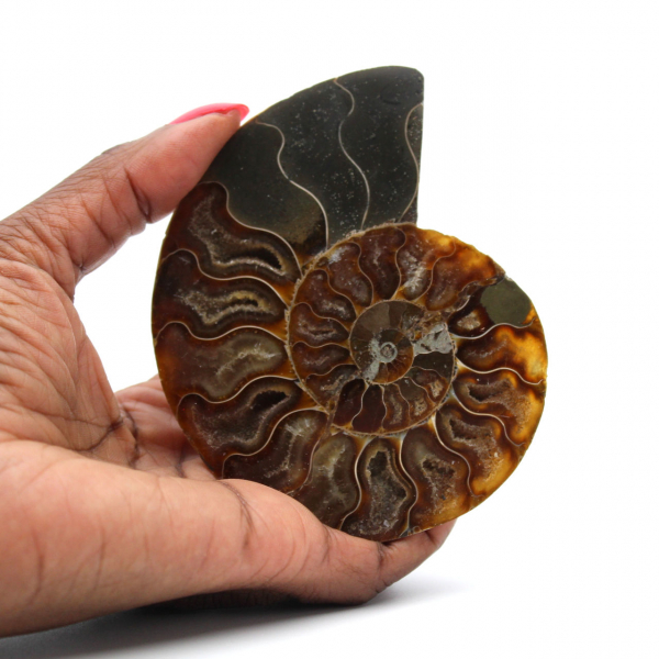 Fossile d'ammonite poli