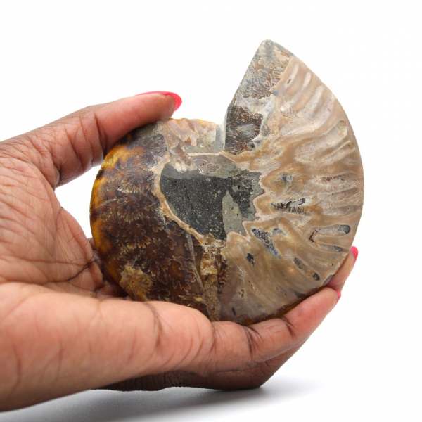 Fossile d'ammonite poli