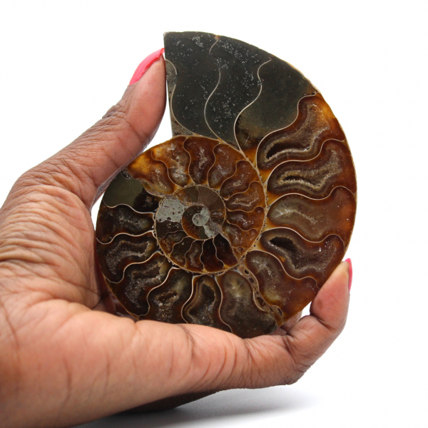 Ammonite naturelle fossile