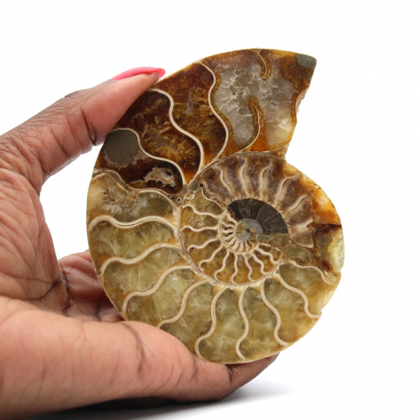 Ammonite fossilisée