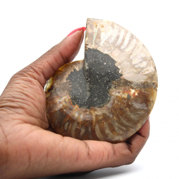 Ammonite fossilisée