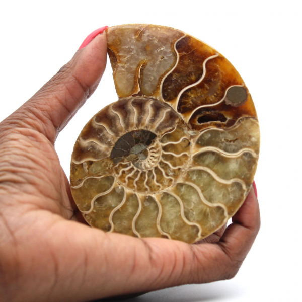 Ammonite une pièce