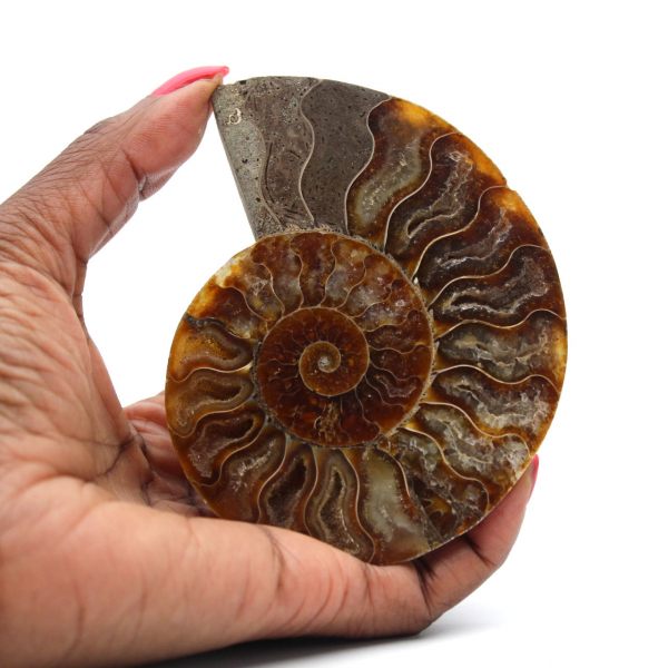 Ammonite fossilisée polie