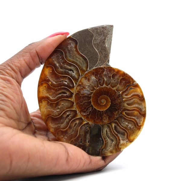 Ammonite sciée polie