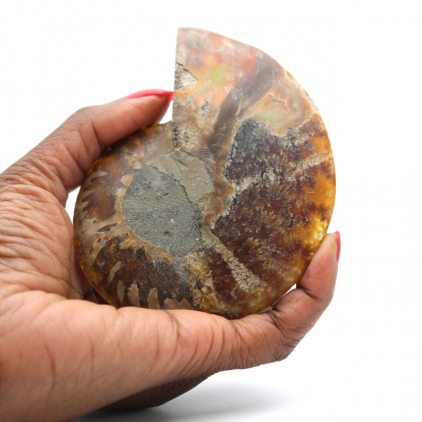 Ammonite sciée polie