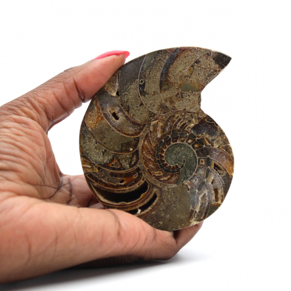 Ammonite de Madagascar