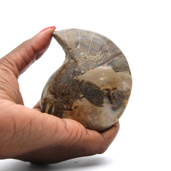 Ammonite de Madagascar