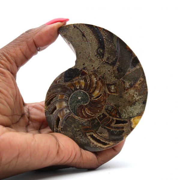 Ammonite naturelle polie fossile