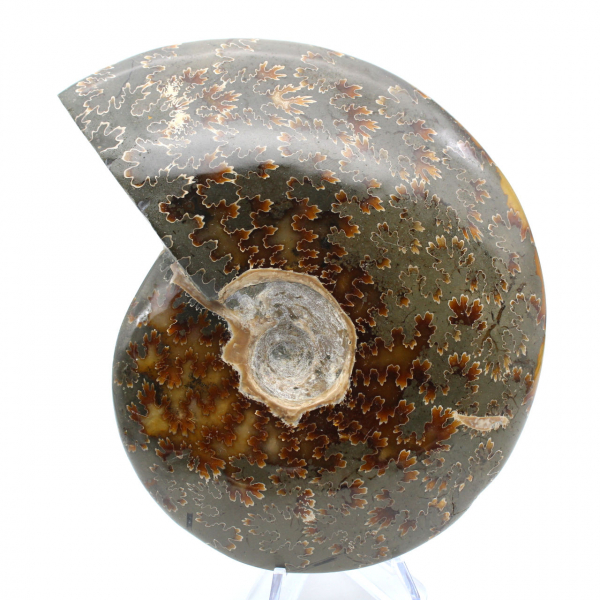 Ammonite entière