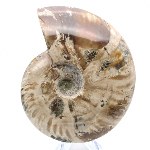 Ammonite entière de Madagascar