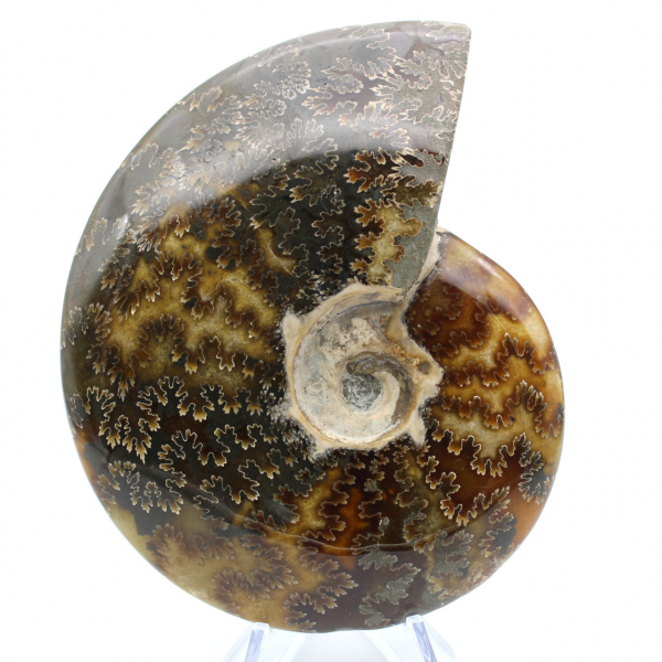 Ammonite entière sciée polie