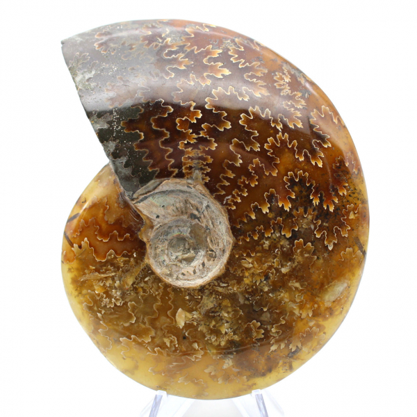 Ammonite entière