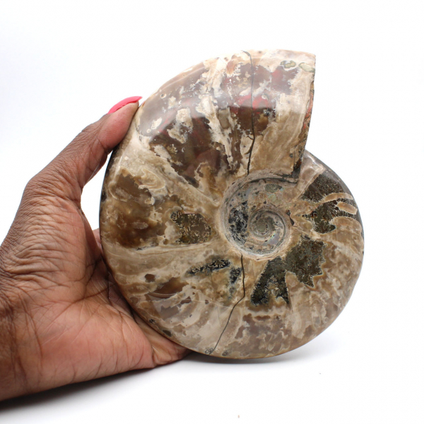 Ammonite entière fossilisée