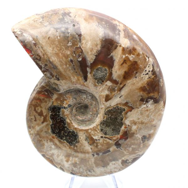 Ammonite entière naturelle fossile