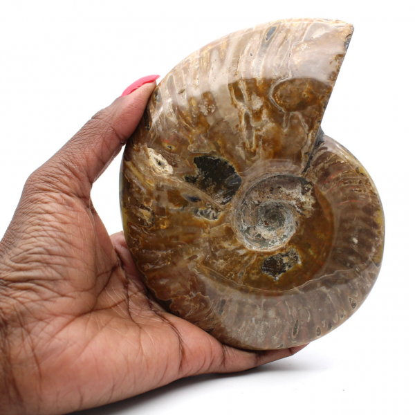 Fossile d'ammonite entière poli