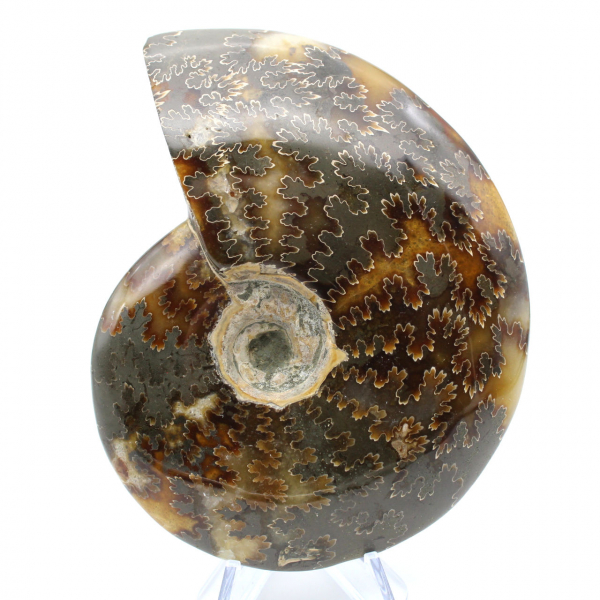 Ammonite polie entière