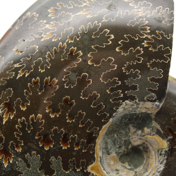 Ammonite polie entière