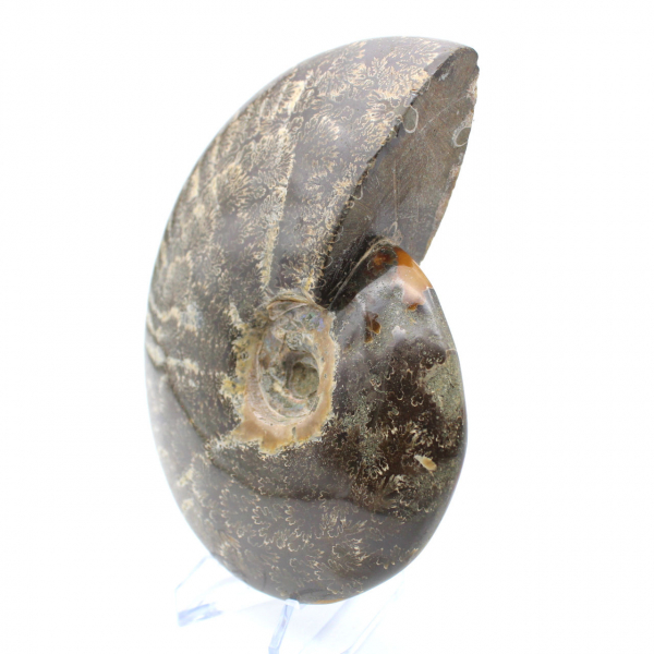 Fossile d'ammonite entière poli