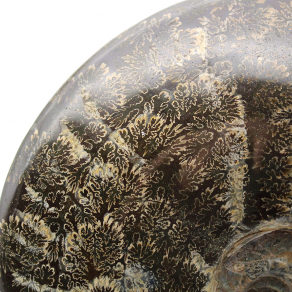 Fossile d'ammonite entière poli