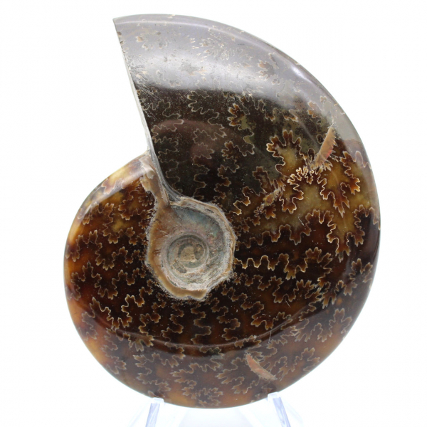 Ammonite