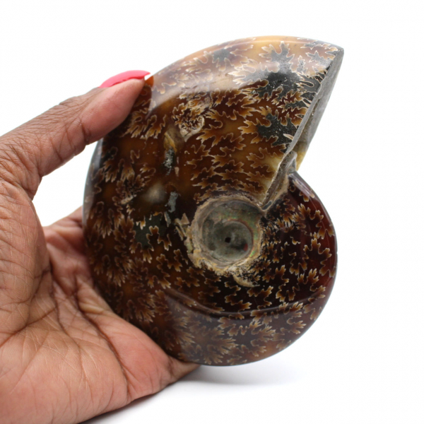 Ammonite polie naturelle de Madagascar