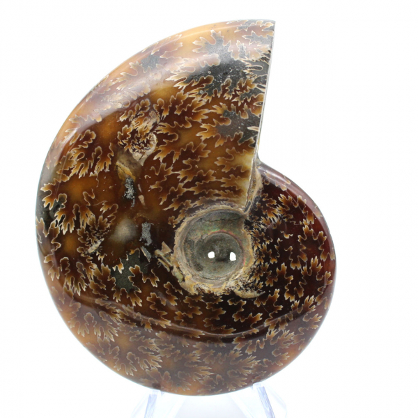 Ammonite polie naturelle de Madagascar