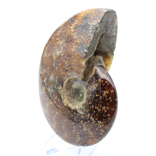 Ammonite polie naturelle de Madagascar