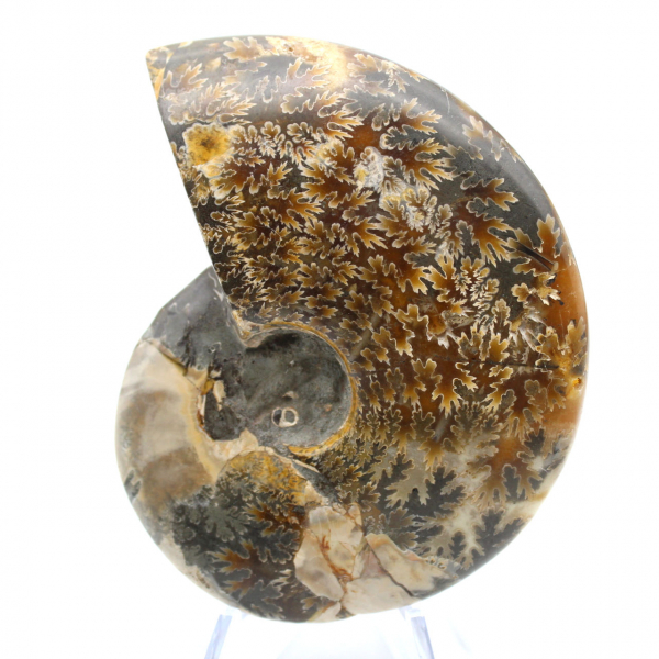 Ammonite naturelle polie fossile