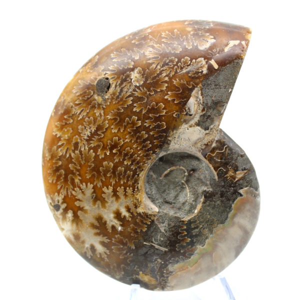 Ammonite naturelle polie fossile