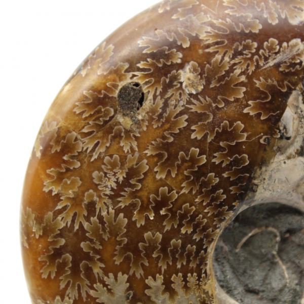 Ammonite naturelle polie fossile