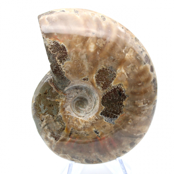 Ammonite de Madagascar