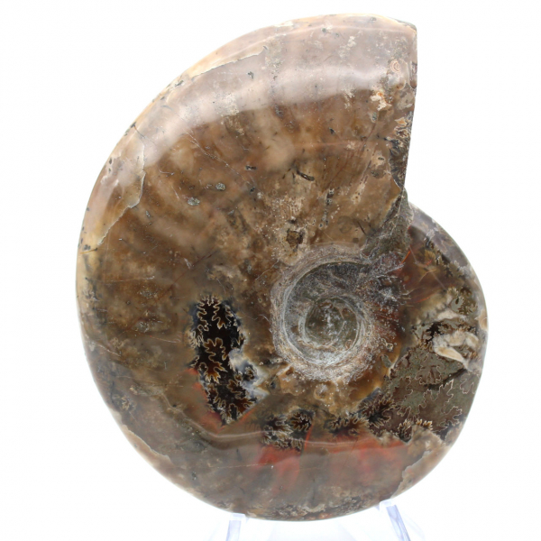 Ammonite de Madagascar