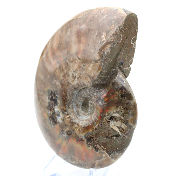 Ammonite de Madagascar