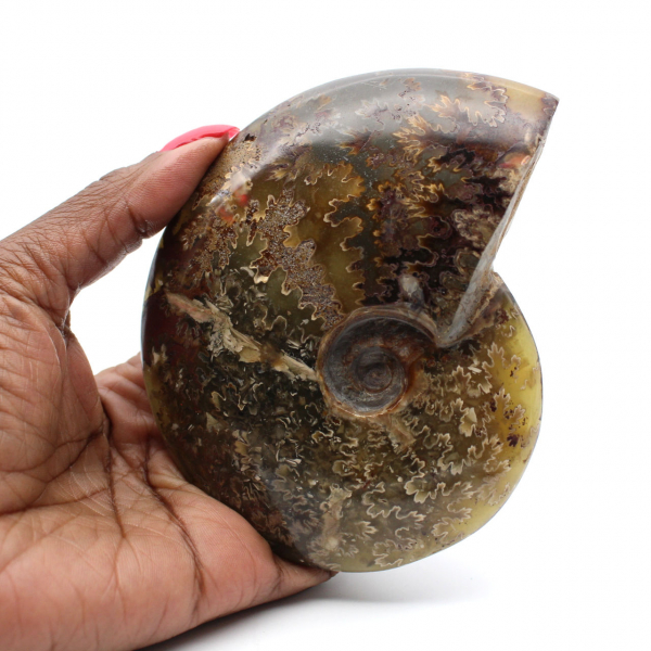 Ammonite polie