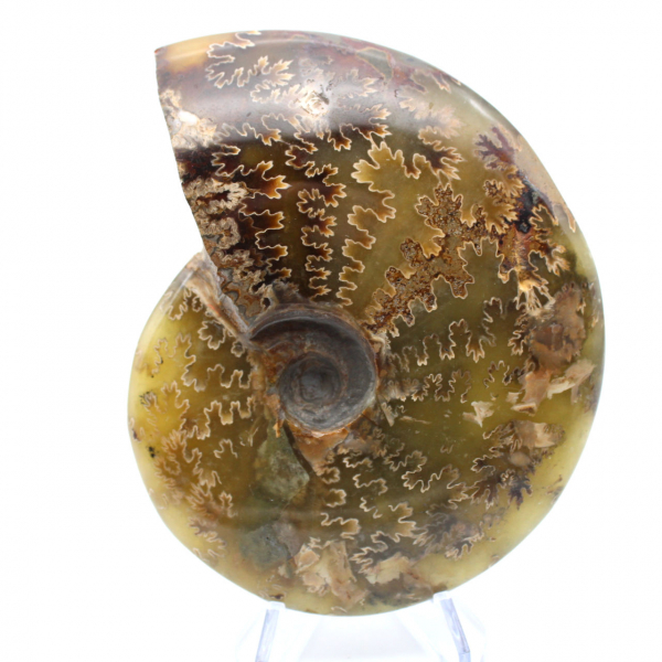 Ammonite polie