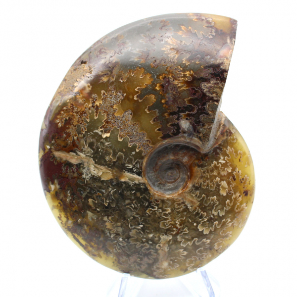 Ammonite polie