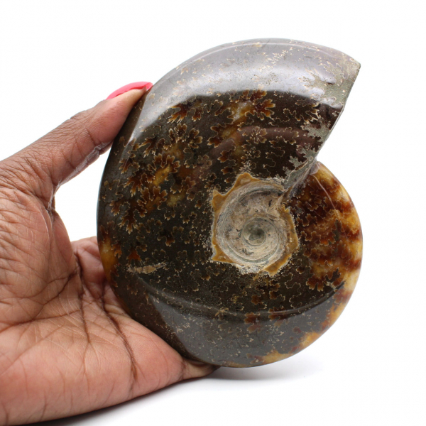 Ammonite fossilisée polie