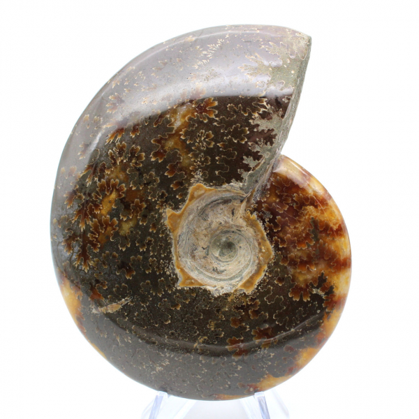 Ammonite fossilisée polie