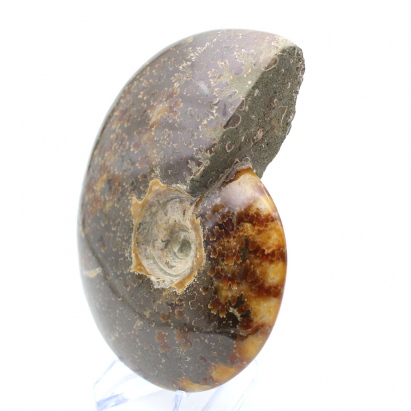 Ammonite fossilisée polie