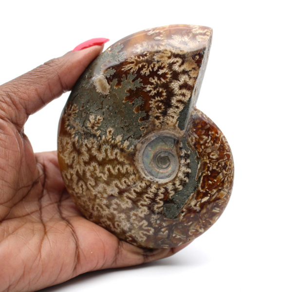 Ammonite une pièce