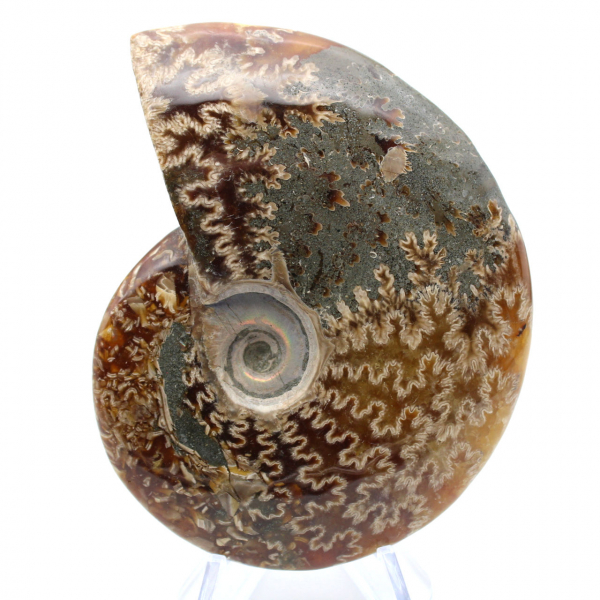 Ammonite une pièce